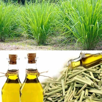 Huile Essentielle - LemongrassGlow™ - Citronnelle