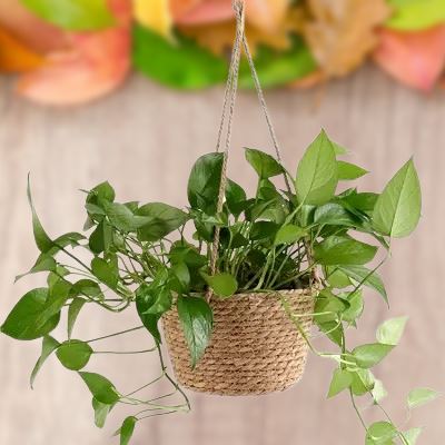 Pot de Fleur Suspendu - PlantBasket™ - Jaune