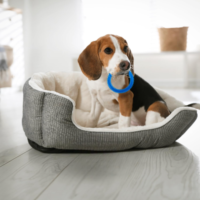 FRISBEE CHIEN - FetchBite™ - Bleu