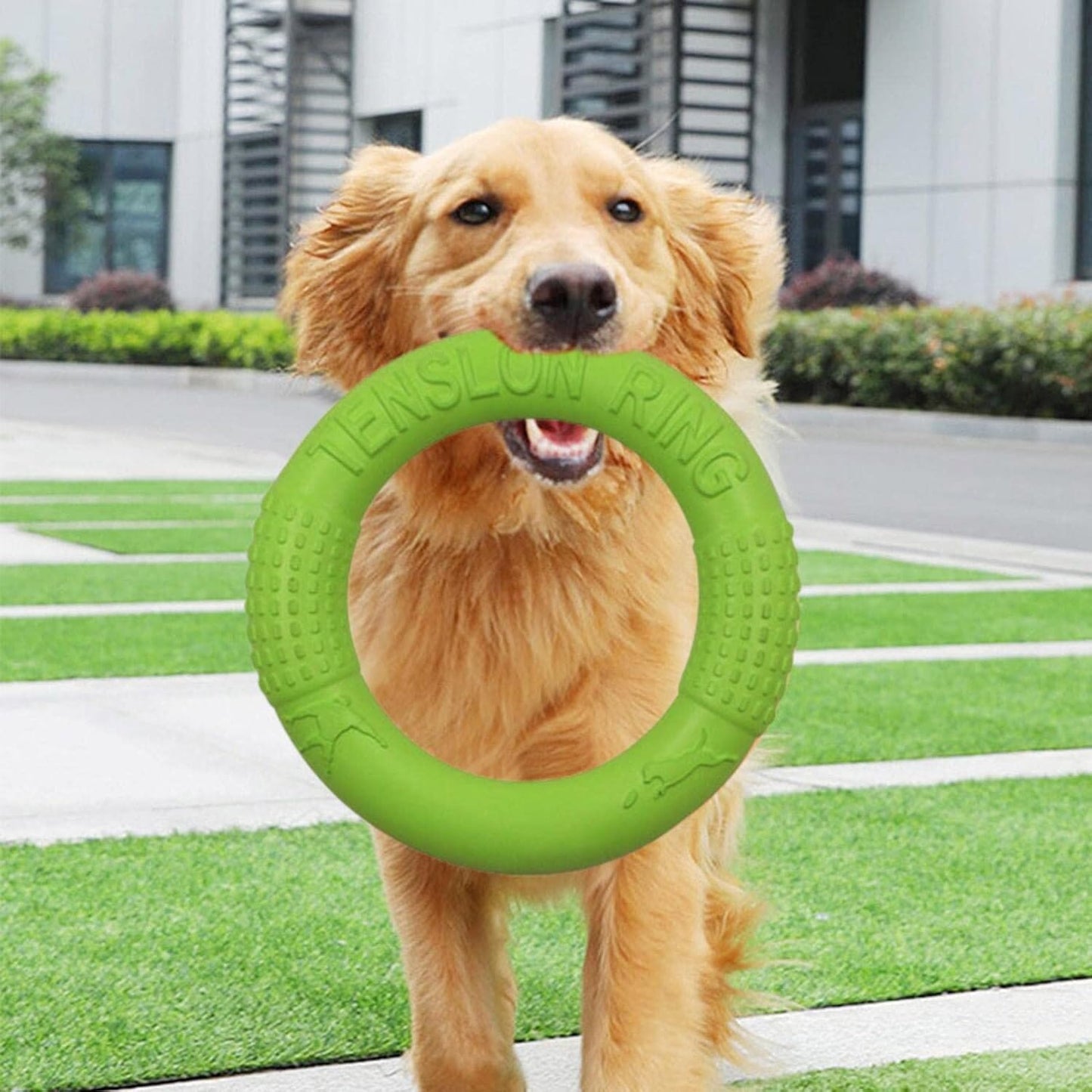 Jouets pour Chien - DogFlyingDisk™ - Vert