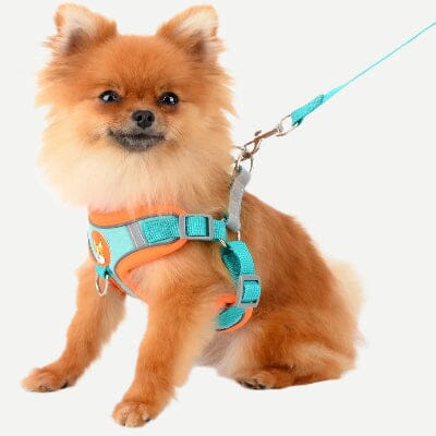Harnais - PuppyTrek™ - Bleu