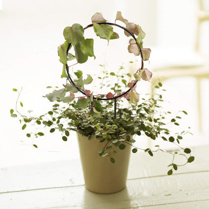 DECORATION JARDIN - NatureTrellis™ - Cercle