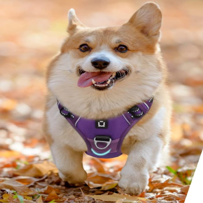 Harnais Chien - PullDogHarness™ - Violet
