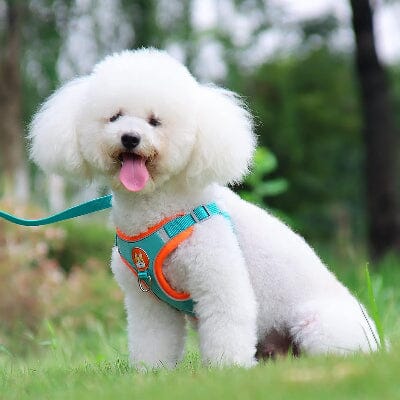 Harnais - PuppyTrek™ - Bleu