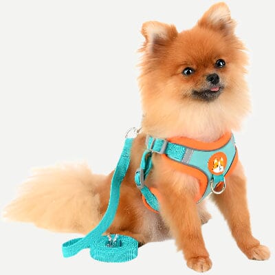 Harnais - PuppyTrek™ - Bleu