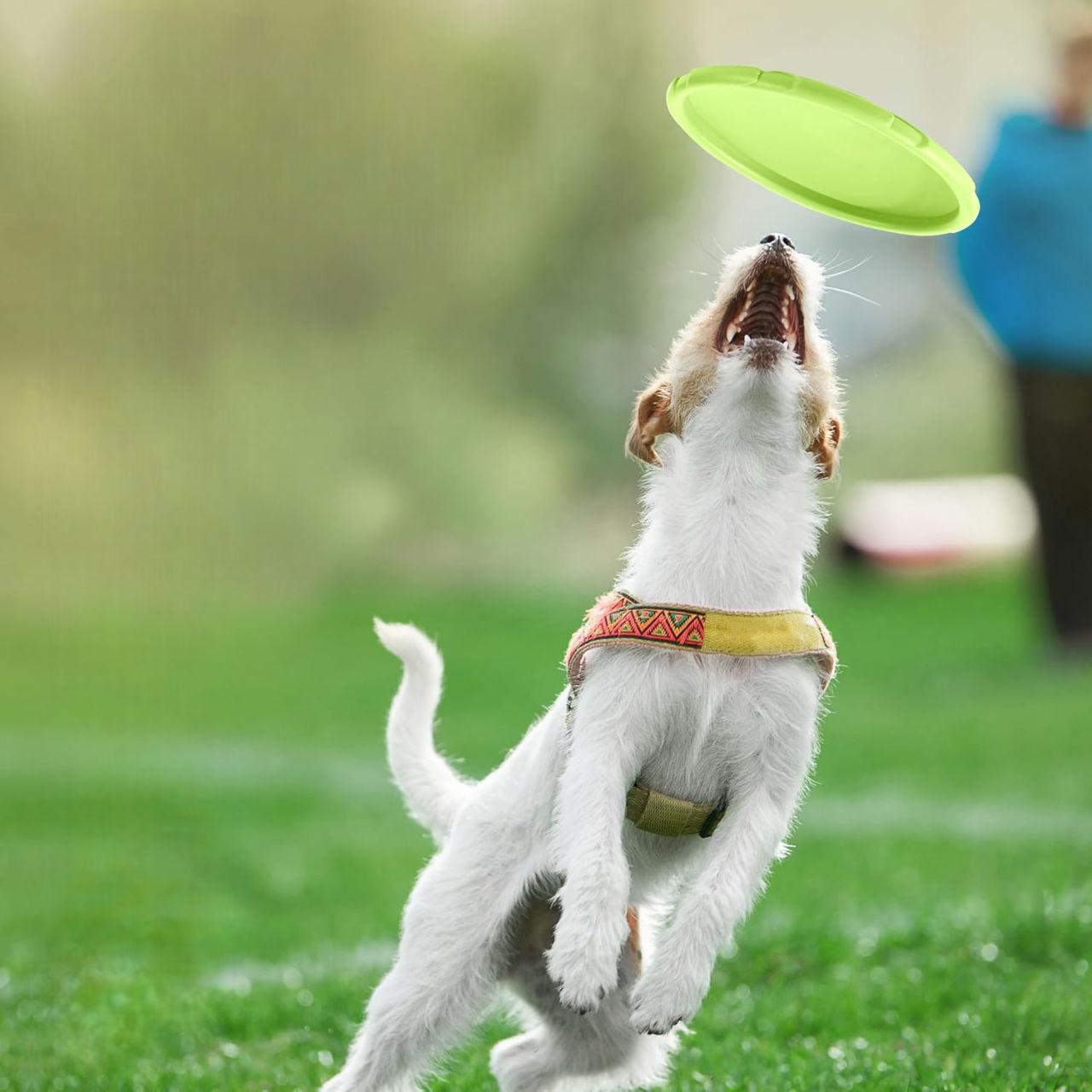 Frisbee Chien - FlyingDiscToys™ - Vert