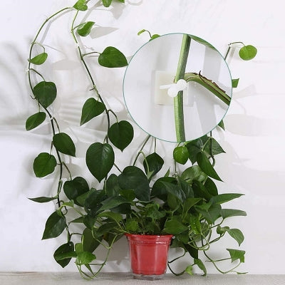 Support Plante - WallHangingPlantFixer™ - Transparent