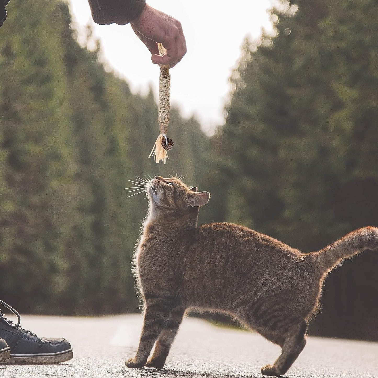 Bâton à mâcher pour chat - PurrStick™