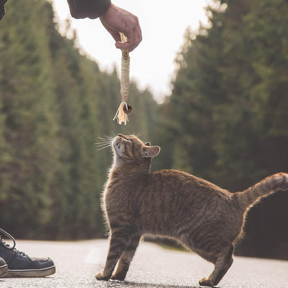 Bâton à mâcher pour chat - PurrStick™