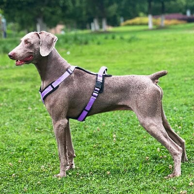 Harnais - SafePup™ - Mauve