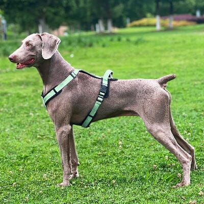 Harnais - SafePup™ - Vert