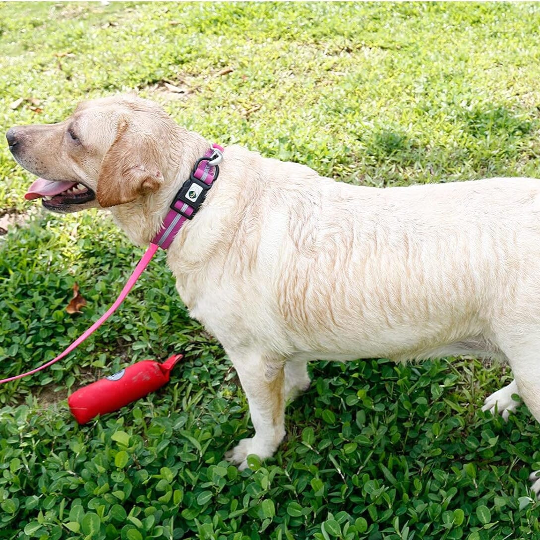 Collier pour Chien - WaterproofDogCollar™ - Violet