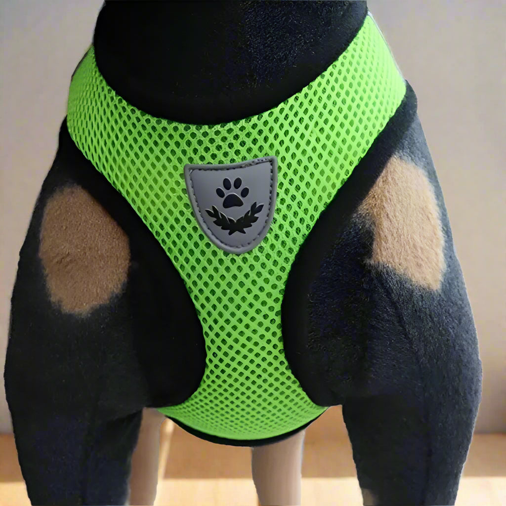 Harnais Petit Chien - DogHarnessLeadLeash™ - Vert