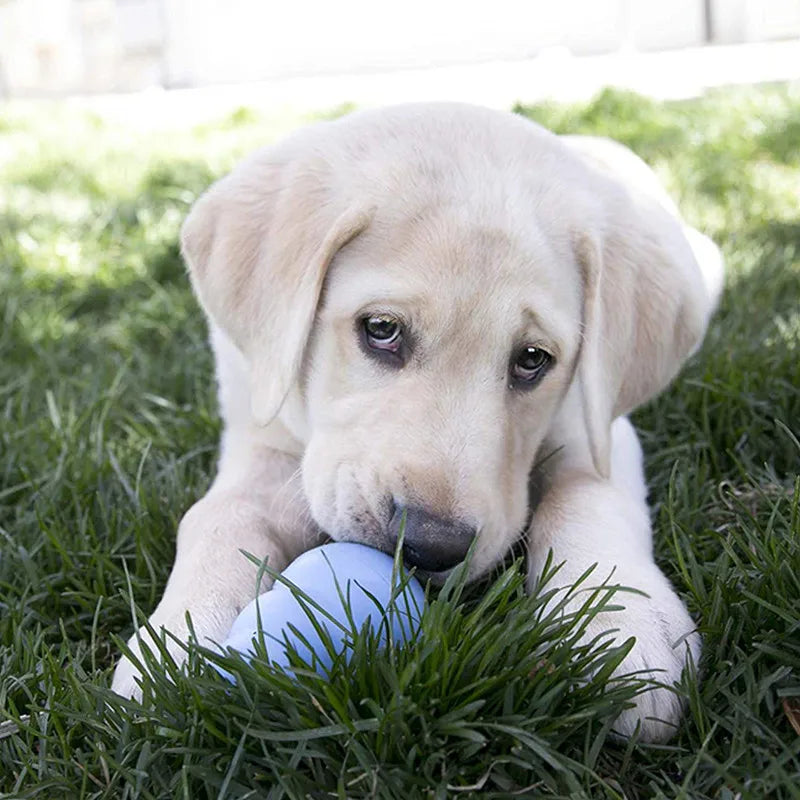 DogChewToy™ - Bleu