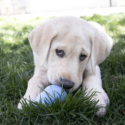 DogChewToy™ - Bleu