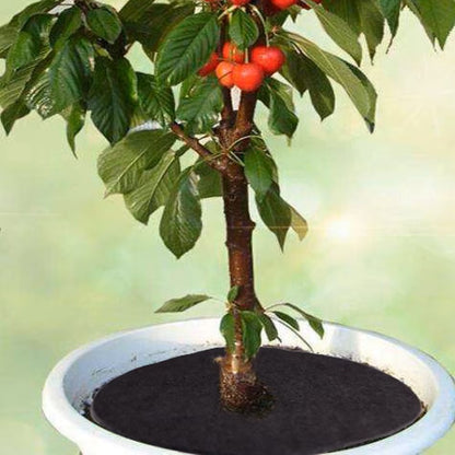 Toile de Paillage - RootCover™ - Noir