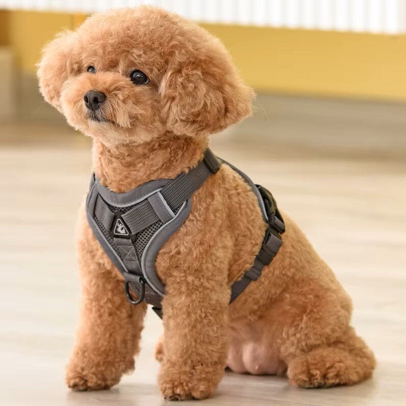 Harnais Petit Chien - DogHarnessVest™ - Gris