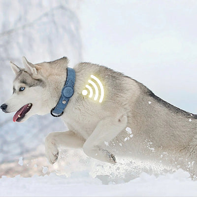 Collier pour Chien - DogGuard™ - Bleu