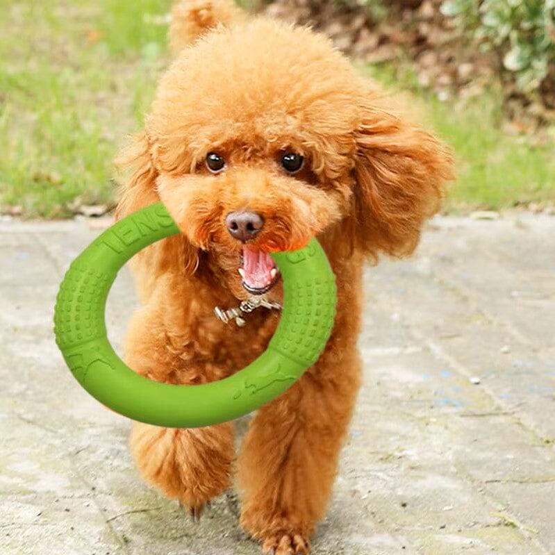 Jouets pour Chien - DogFlyingDisk™ - Vert
