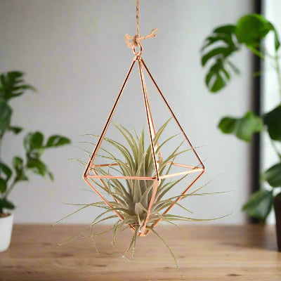 Porte Plante - AirBloom™ - Diamond Bronze