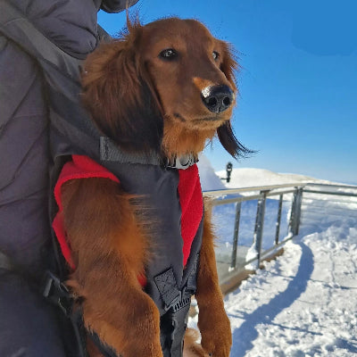 Sac de Transport pour Chien - WoofWalk™ - Noir