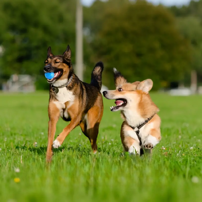 Balle pour Chien - DogChewToys™ - Bleu
