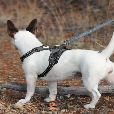Collier Chien - DogsHarnessCollar™ - Gris
