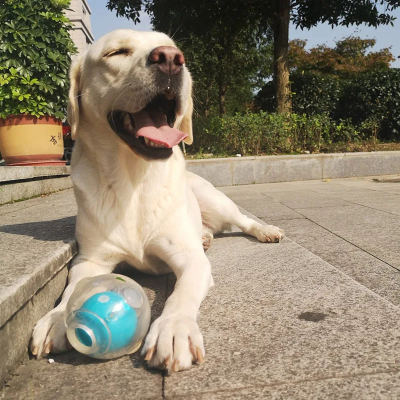 Balle pour Chien - DogSqueakerBall™ - Bleu