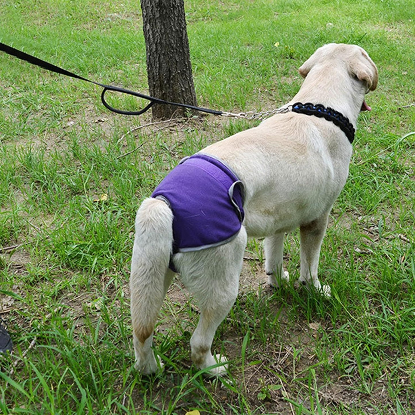 Couche pour chien - FemaleDogShorts™ - Violet