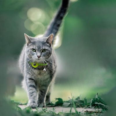 Collier Airtag Chat - CatAirTagCollar™ - Vert Menthe