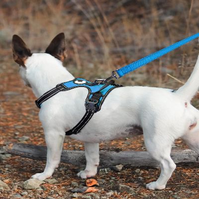 Collier Chien - DogsHarnessCollar™ - Bleu Bébé