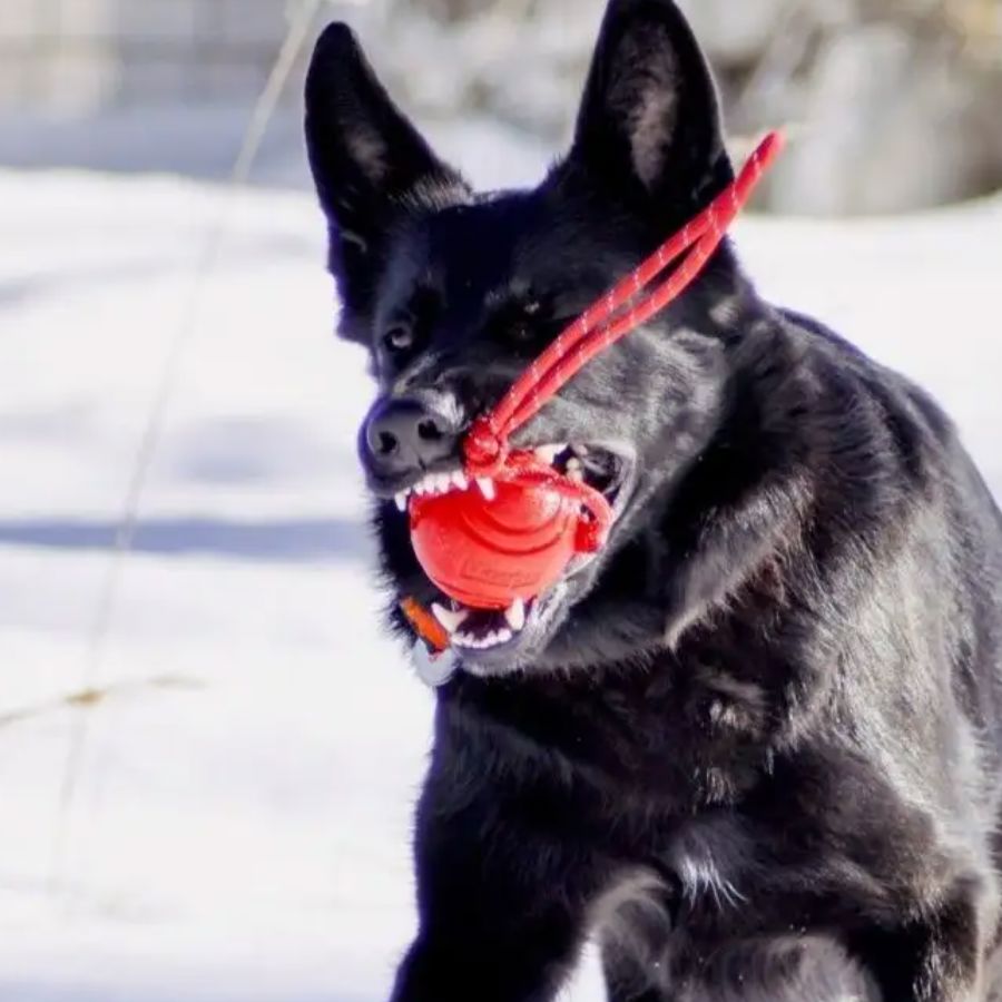 Balle pour Chien - RubberChewToys™ - Rouge