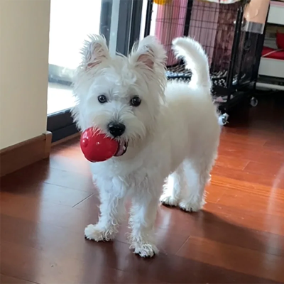 Balle pour Chien - DogSqueakerBall™ - Rouge