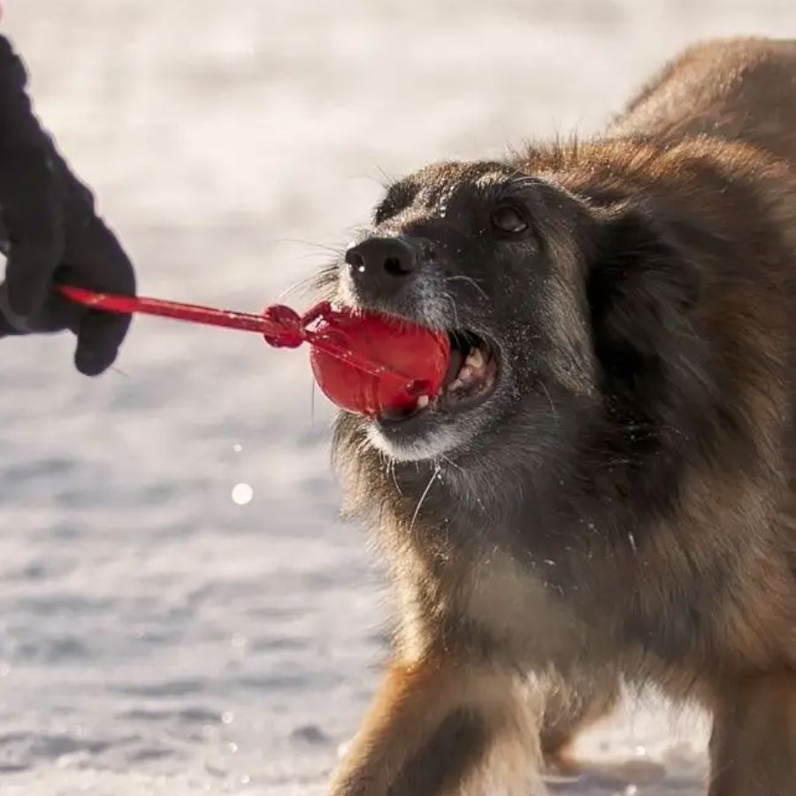 Balle pour Chien - RubberChewToys™ - Rouge