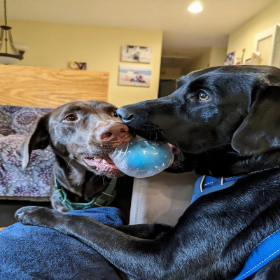 Balle pour Chien - DogSqueakerBall™ - Bleu
