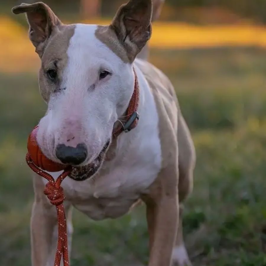 Balle pour Chien - RubberChewToys™ - Rouge