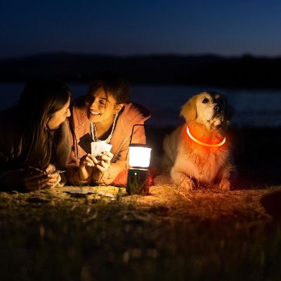 Collier Chien - DogCollarLight™ - Jaune