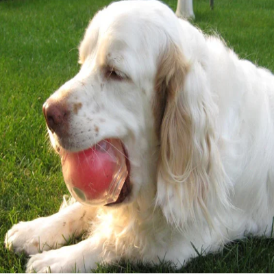 Balle pour Chien - DogSqueakerBall™ - Rouge