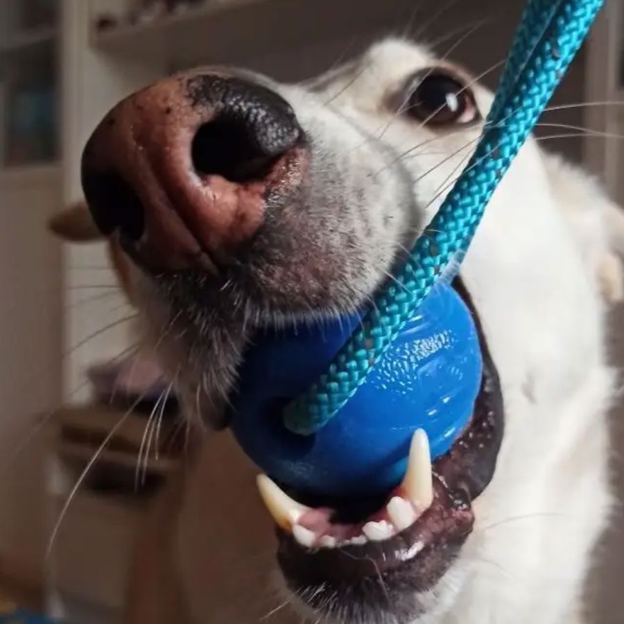 Balle pour Chien - RubberChewToys™ - Bleu