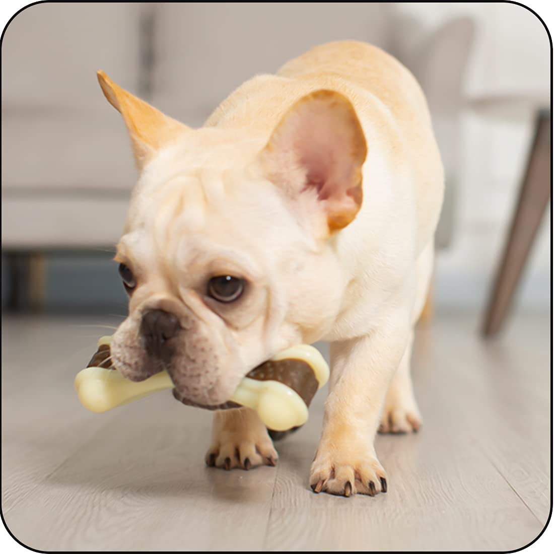 MolarDog™ Bone Shaped Dog Toys | Dog