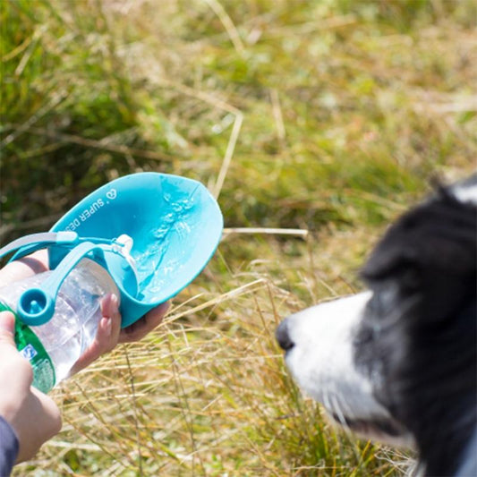 Bouteille d'eau pour chien